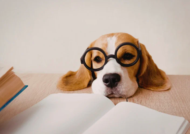 I Double Dog Dare You! To Write The Next Bestseller
