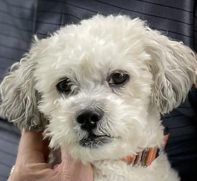 Meet Murphy, by Author Mary Cunningham